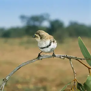 Banded Whiteface