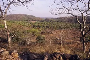 Bandhavgarh National Park - India