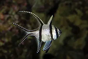 Cardinalfish Prints: Banggai Cardinal Fish / Kaudern's Cardinal Fish