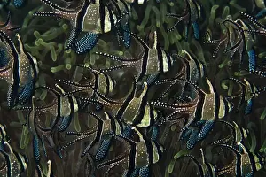 Schools Prints: Banggai Cardinalfish - school - Indonesia