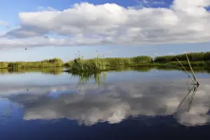 Marsh Prints: Bangweuleu marshes - Zambia