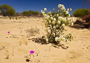 Images Dated 17th September 2009: Banjine - on sand dunes, Kalbarri, Western Australia