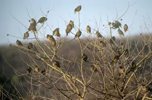 Myna Prints: Bank Myna - a flock resting in a tree