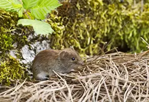 Voles Prints: Bank Vole - Bedfordshire UK 14477