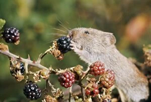 Images Dated 24th August 2006: Bank Vole - eating blackberries