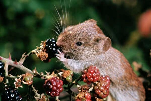 Images Dated 19th January 2006: Bank Vole - feeding on blackberries