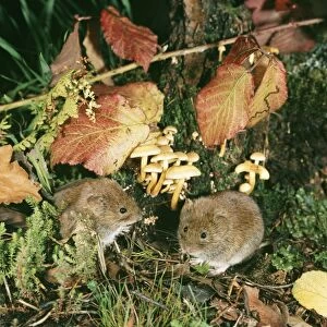 Images Dated 14th April 2011: Bank Vole LB 7863 Clethrionomys glareolus © Ian Beames / ardea. com