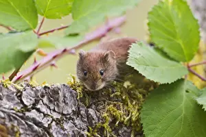 Bank Vole - on log - Bedfordshire UK 14475