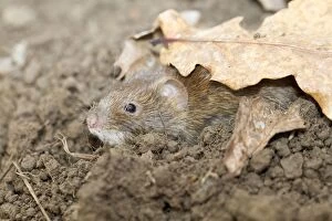 Images Dated 4th March 2012: Bank Vole - in soil