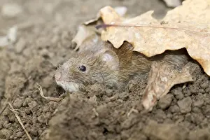 Soil Prints: Bank Vole - in soil - Cornwall, UK