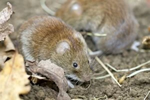 Images Dated 4th March 2012: Bank Voles - on soil