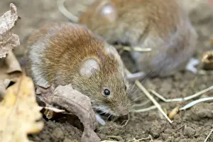 Bank Voles - on soil - Cornwall, UK