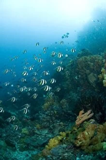 Bannerfish Schooling over reef