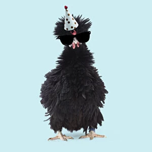 Frizzled Gallery: Bantam Lyonnaise Chicken - Black and frizzled