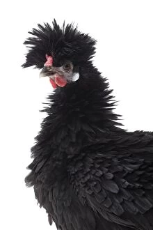 Rooster Gallery: Bantam Lyonnaise Chicken Black and frizzled plumage