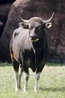Banteng Endangered. Dense Rainforest, Java, Borneo