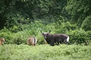 Banteng Indonesia
