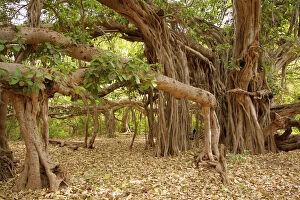 Images Dated 30th March 2008: Banyan tree - One of India's largest banyan trees. Next to Jogi Mahal rest house in Ranthambhore
