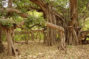 Size Prints: Banyan tree - One of India's largest banyan trees