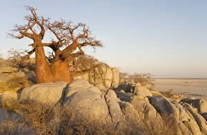 Boab Gallery: Baobab / Boab - In the early morning at the isolated