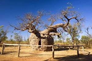 Boab Gallery: Baobab / Boab Prison Tree - a very ancient but hollow Boab with an opening through which one can