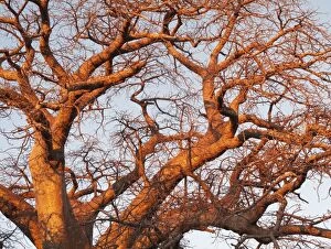 Adansonia Gallery: Baobab / Boab Tree - a common tree in northern