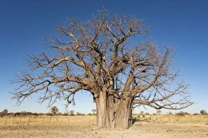 Baobabs Gallery: Baobab / Boab Tree - a common tree in northern Namibia