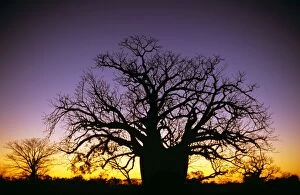 Baobab / Boab tree - at sunset