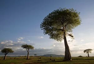 Baobab / Boab Trees