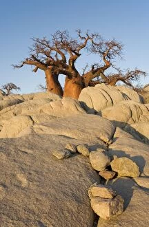 Images Dated 22nd September 2006: Baobab - In the early morning at the isolated Kubu Island, a mysterious rock island at the western
