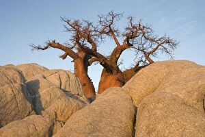 Images Dated 23rd September 2006: Baobab - In the early morning at the isolated Kubu Island, a mysterious rock island at the western