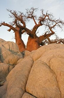 Images Dated 23rd September 2006: Baobab - In the early morning at the isolated Kubu Island, a mysterious rock island at the western