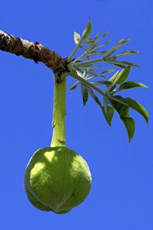 Images Dated 29th October 2002: Baobab - fruit, secondary forest. Mayotte, Indian Ocean