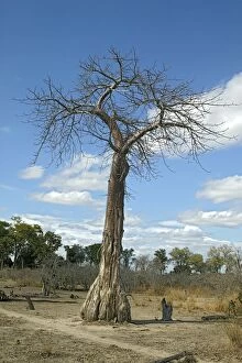 Images Dated 7th July 2004: Baobab - South Luangwa Valley - Zambia