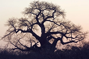 Images Dated 28th August 2007: Baobab Sunset South Africa, Kruger NP, region Pafuri