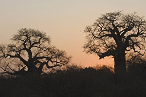 Images Dated 28th August 2007: Baobab Sunset South Africa, Kruger NP, region Pafuri