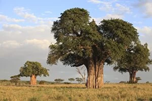Baobab Gallery: Baobab Tree