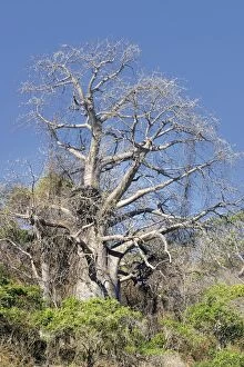 Images Dated 29th October 2002: Baobab Tree