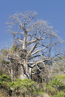 Images Dated 29th October 2002: Baobab Tree