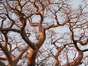 Boab Gallery: Baobab Tree - a common tree in northern Namibia - in the last light of the evening