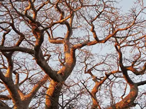 Vegetation Prints: Baobab Tree - a common tree in northern Namibia - in the last light of the evening - Omusati region - Namibia