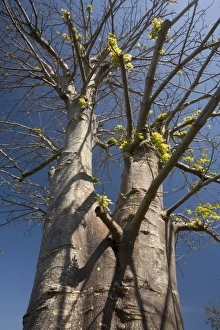 Images Dated 20th February 2006: Baobab tree, in cultivation. Africa