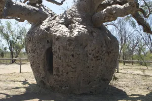 Images Dated 2nd October 2004: Baobab Tree - Famous tree used as temporary prison for aboriginals captured as slaves in the 1800s