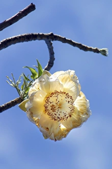 Images Dated 29th October 2002: Baobab Tree - flower