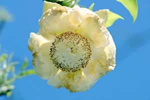 Images Dated 29th October 2002: Baobab Tree - flower