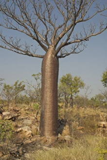 Images Dated 11th October 2004: Baobab Tree - Known as Boab Tree in Australia where it is the only species