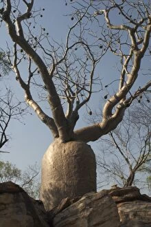 Images Dated 11th October 2004: Baobab Tree - Known as Boab Tree in Australia where it is the only species
