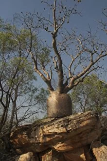 Images Dated 11th October 2004: Baobab Tree - Known as Boab Tree in Australia where it is the only species