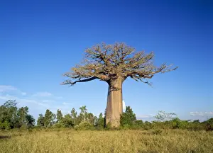 Baobabs Prints: Baobab Tree Madagascar