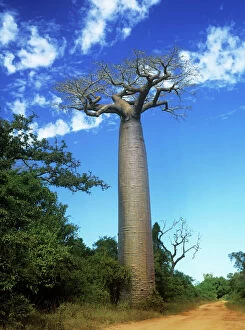 Images Dated 9th April 2009: Baobab Tree Madagascar